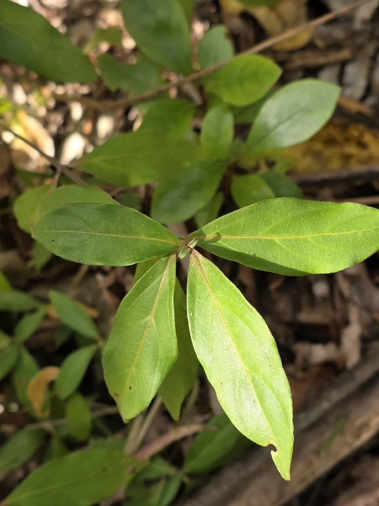 Cornus Capitata