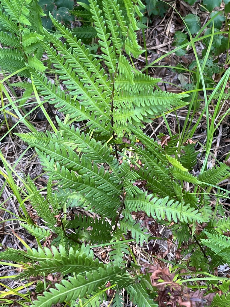 Woodwardia Virginica