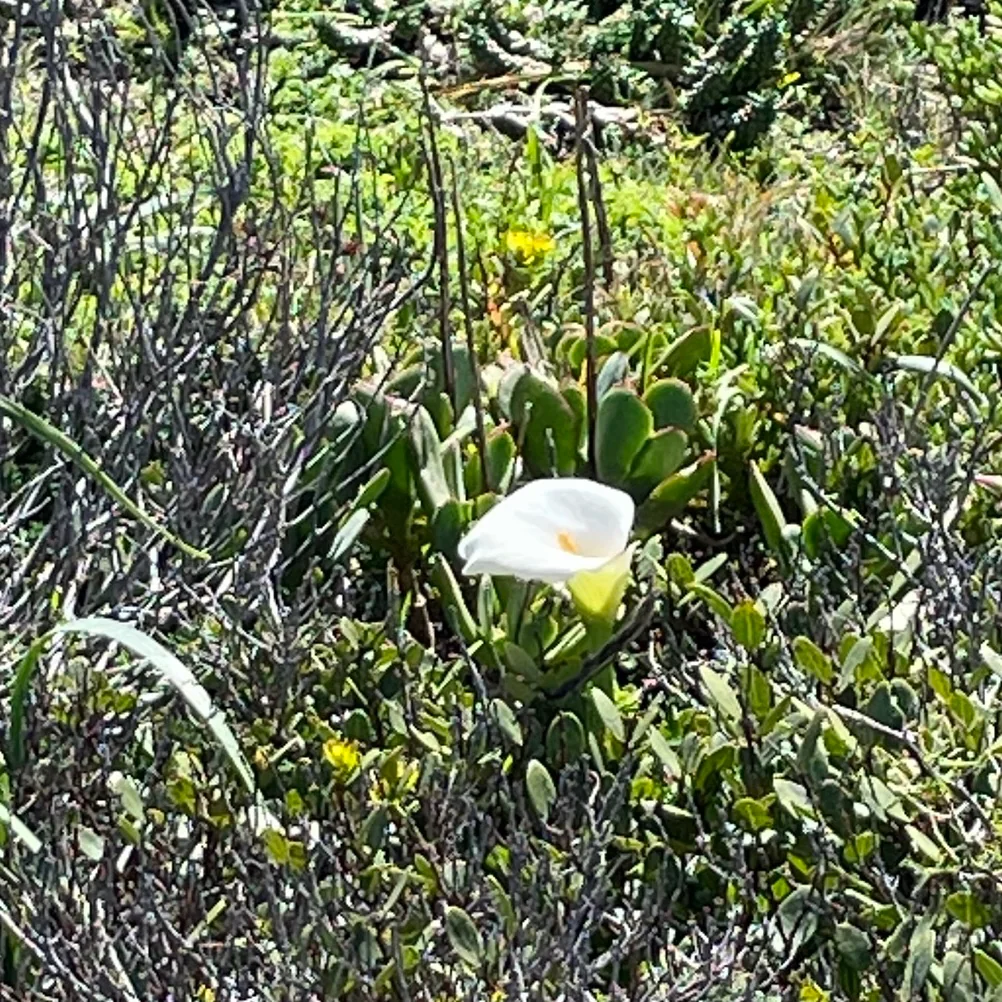 Zantedeschia Aethiopica