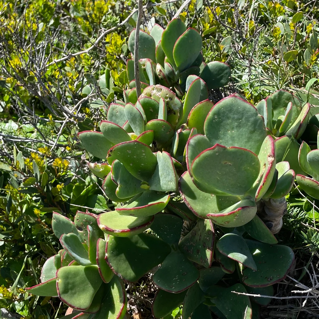 Cotyledon Orbiculata