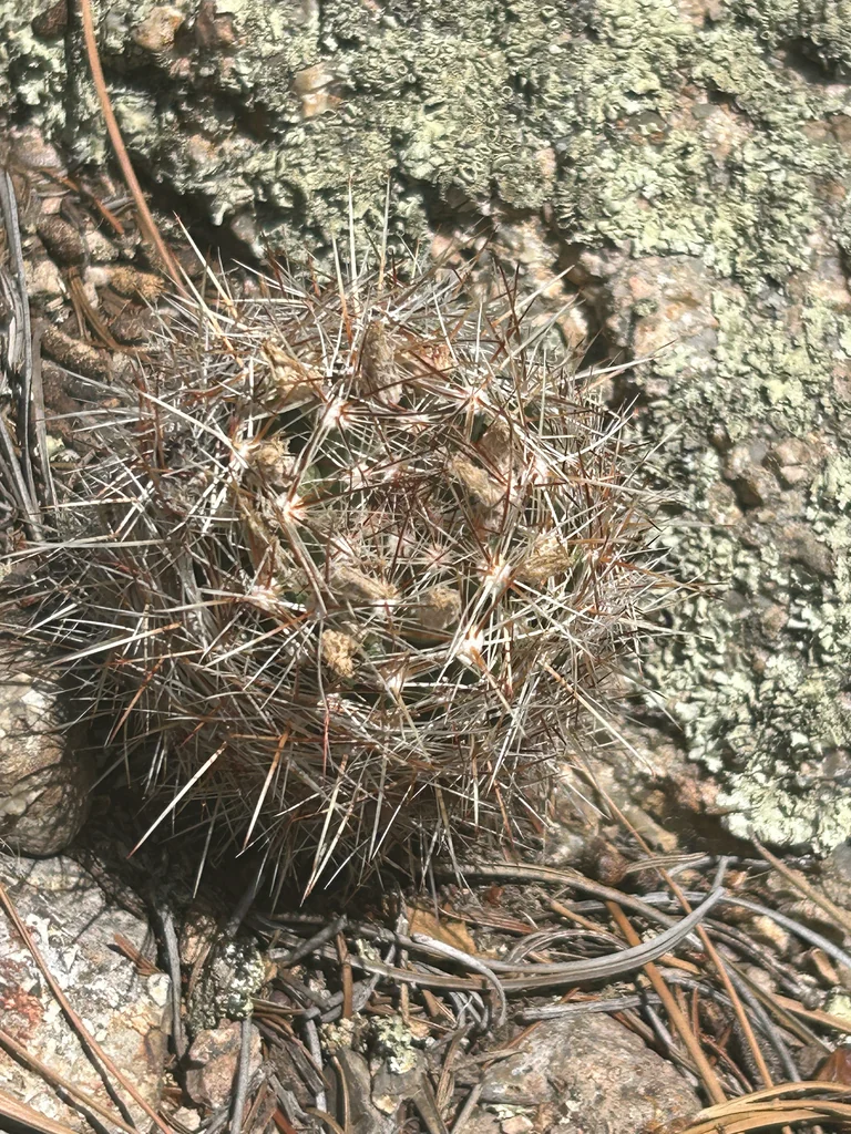 Escobaria Vivipara