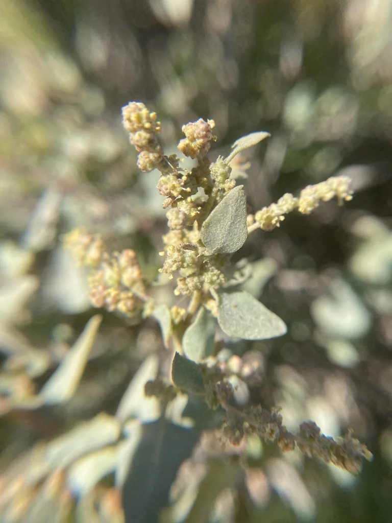 Atriplex Lentiformis