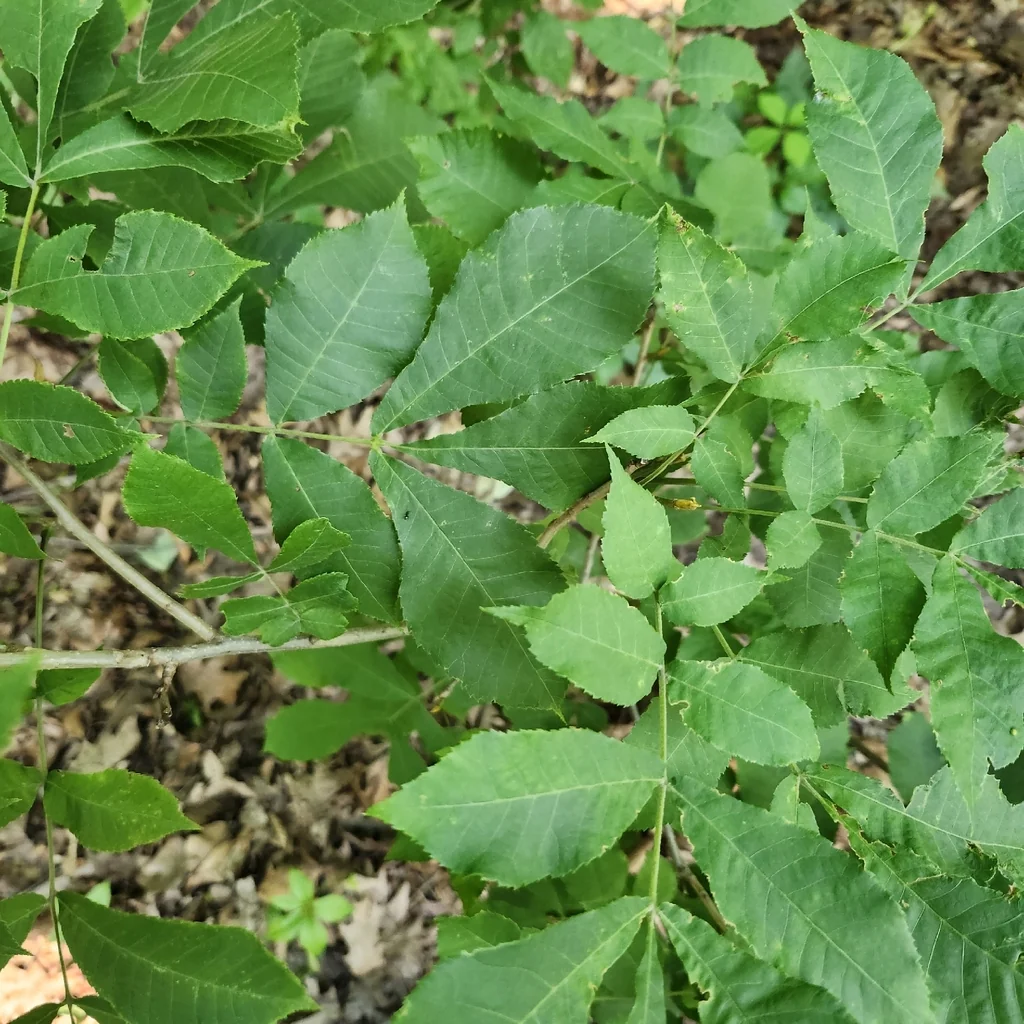 Carya Cordiformis