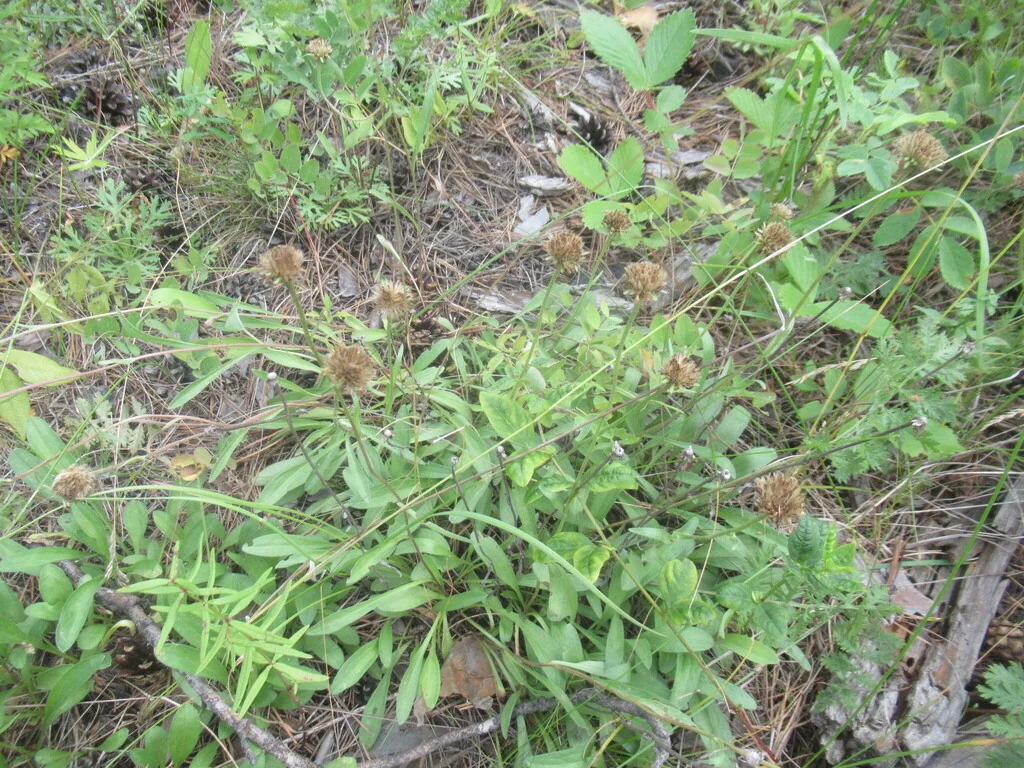 Aster alpinus