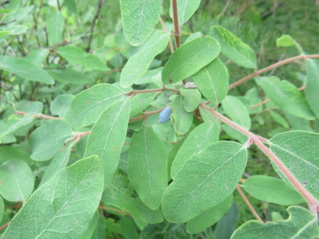 Lonicera Caerulea