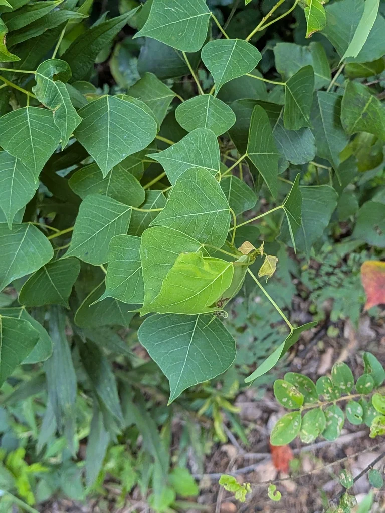 Triadica Sebifera
