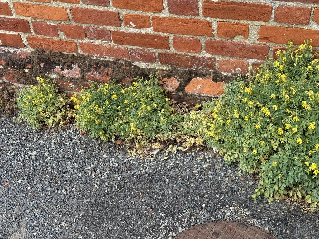 Corydalis Lutea