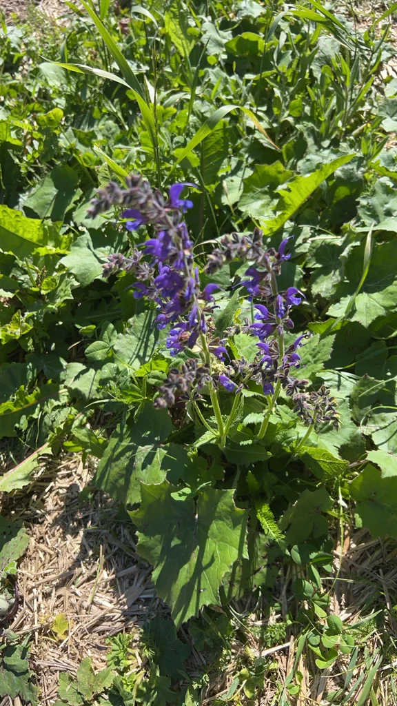Salvia Pratensis
