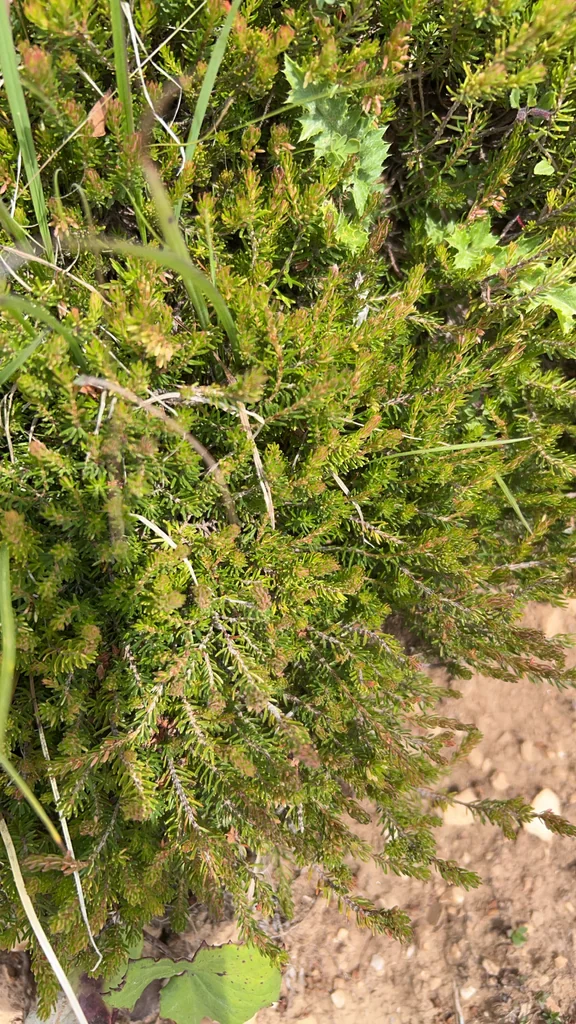 Erica Carnea