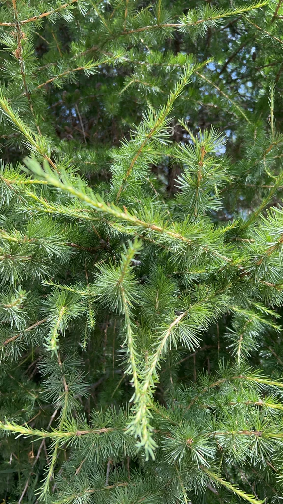 Larix Decidua