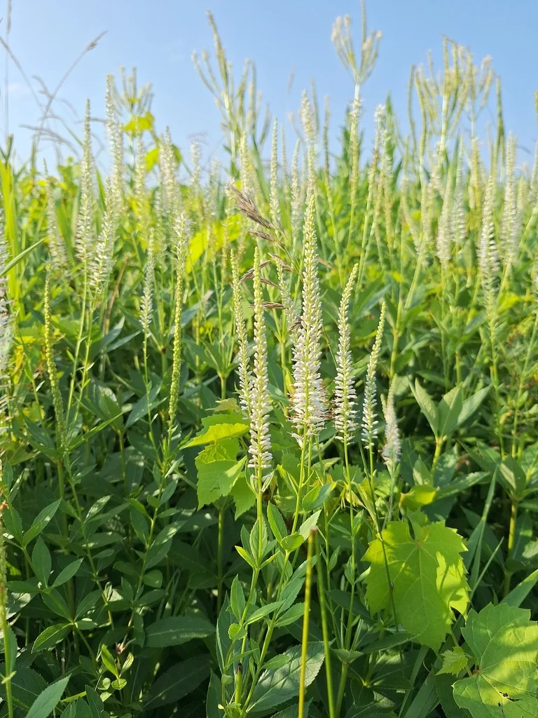 Veronicastrum Virginicum