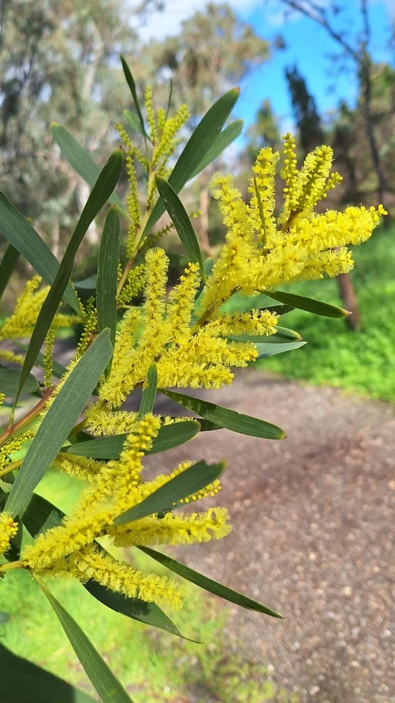 Acacia Longifolia