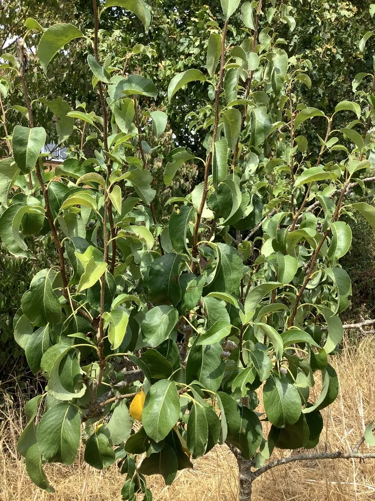 Pyrus Communis