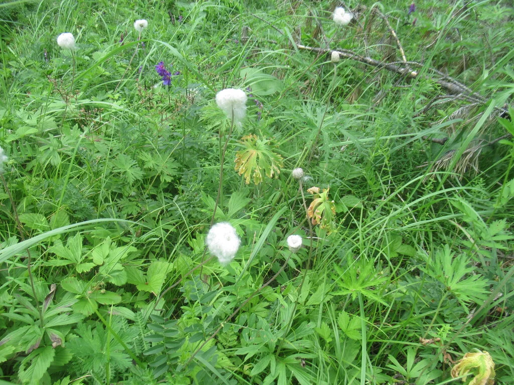 Anemone Sylvestris