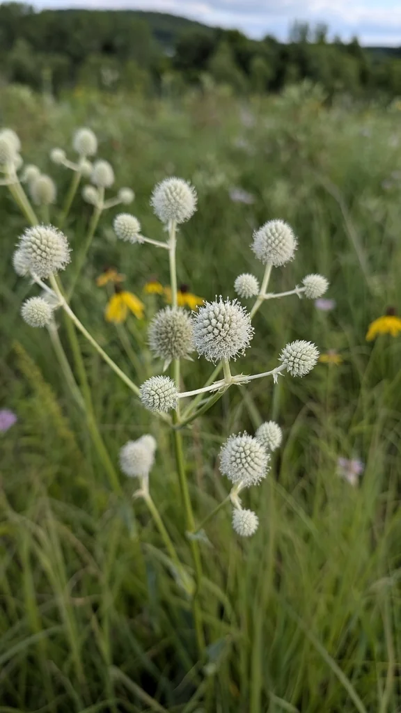 Eryngium Yuccifolium