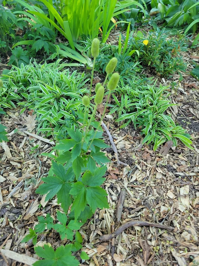 Anemone Virginiana