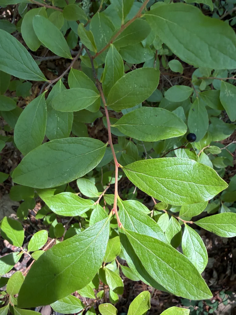Gaylussacia Baccata