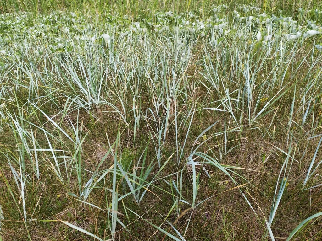 Leymus Arenarius