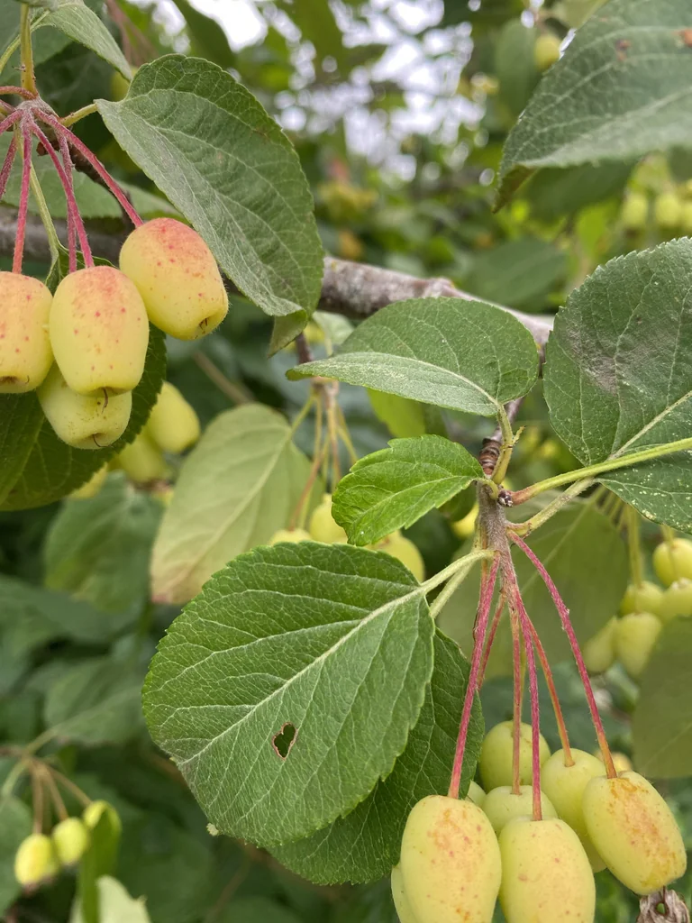 Malus Fusca