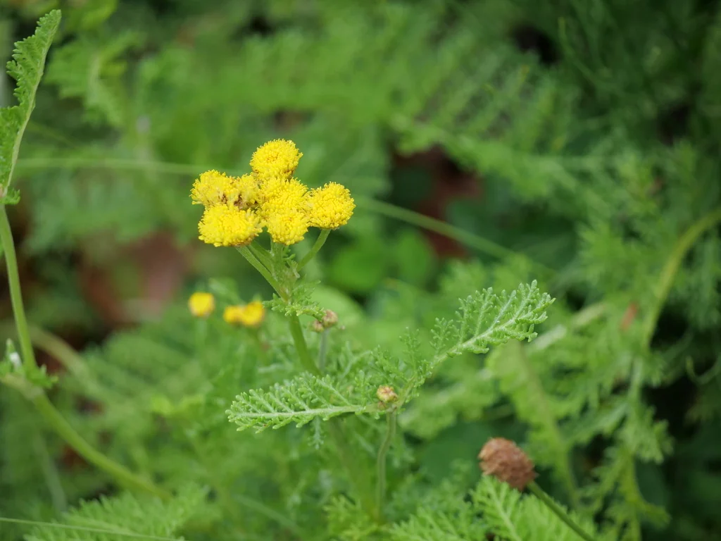 Tanacetum Camphoratum