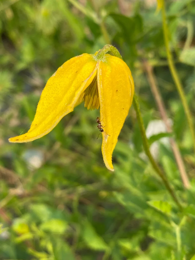 Clematis Tangutica