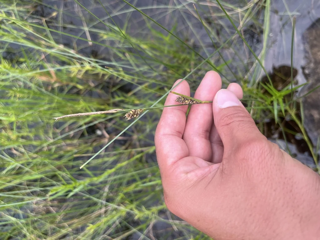 Carex Lasiocarpa