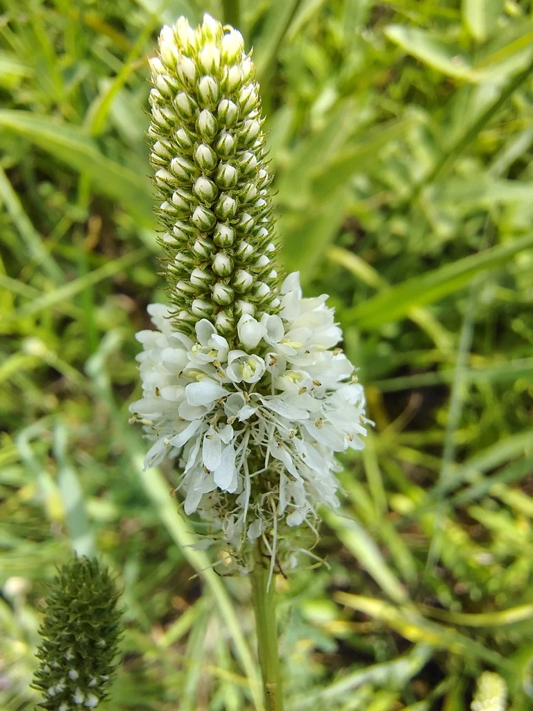 Dalea Candida