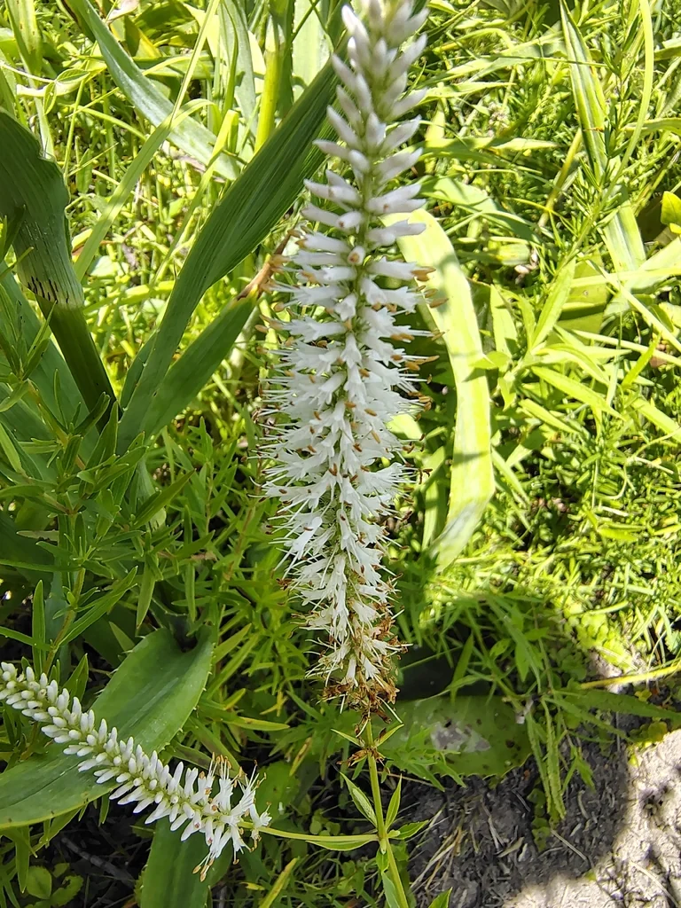 Veronicastrum Virginicum