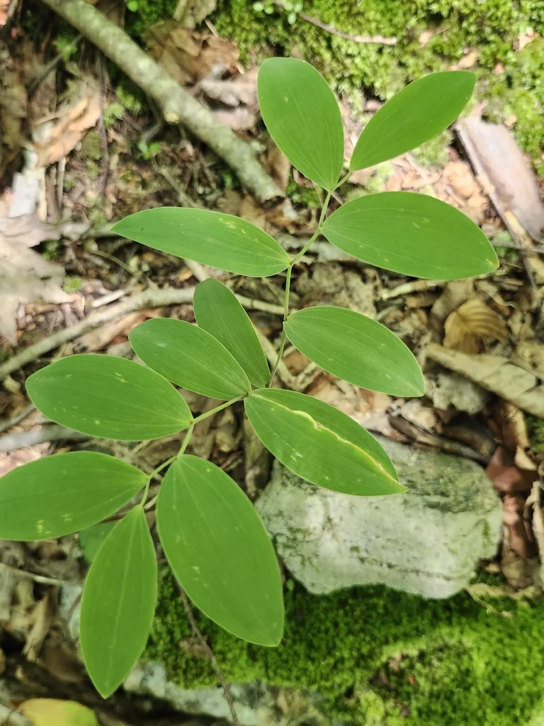Uvularia Sessilifolia