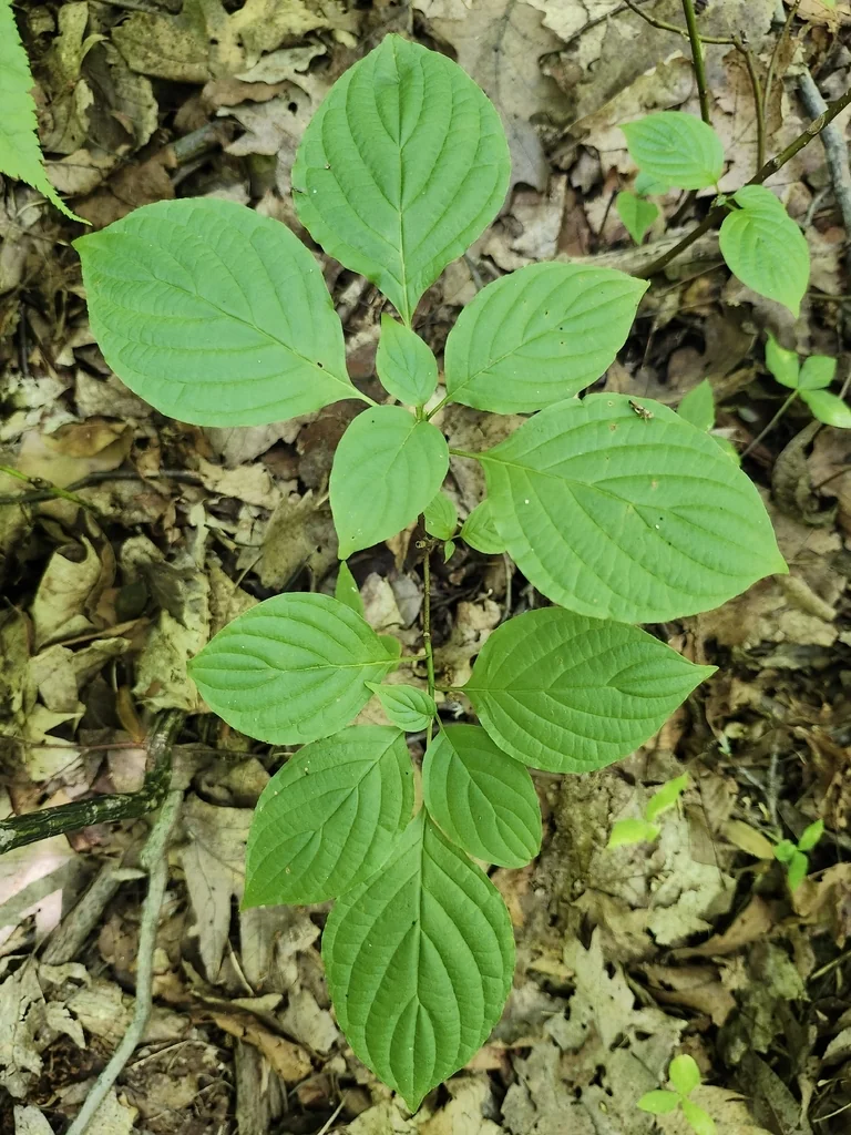 Cornus Alternifolia