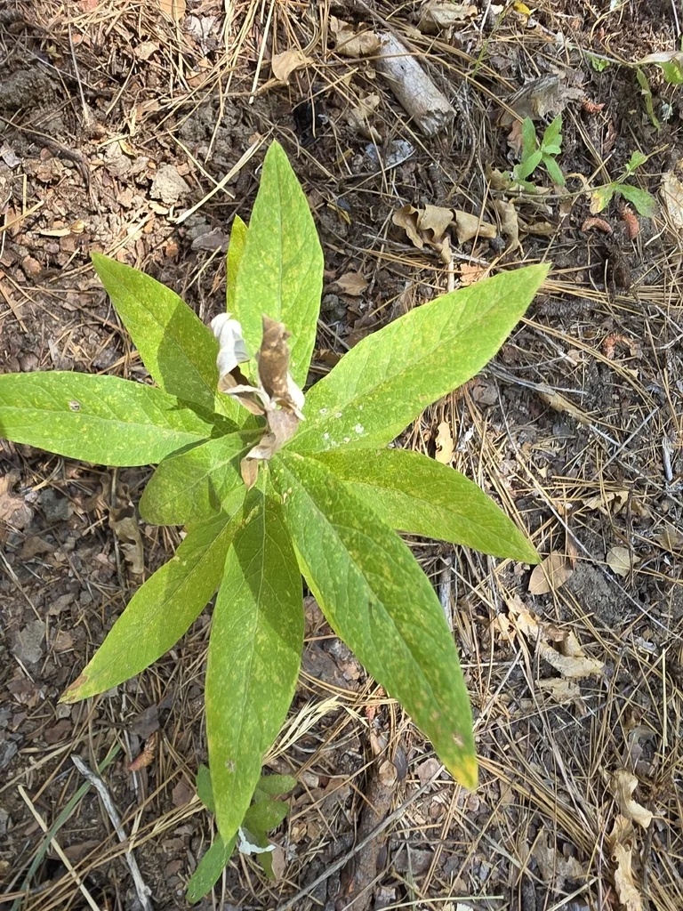 Artemisia Douglasiana