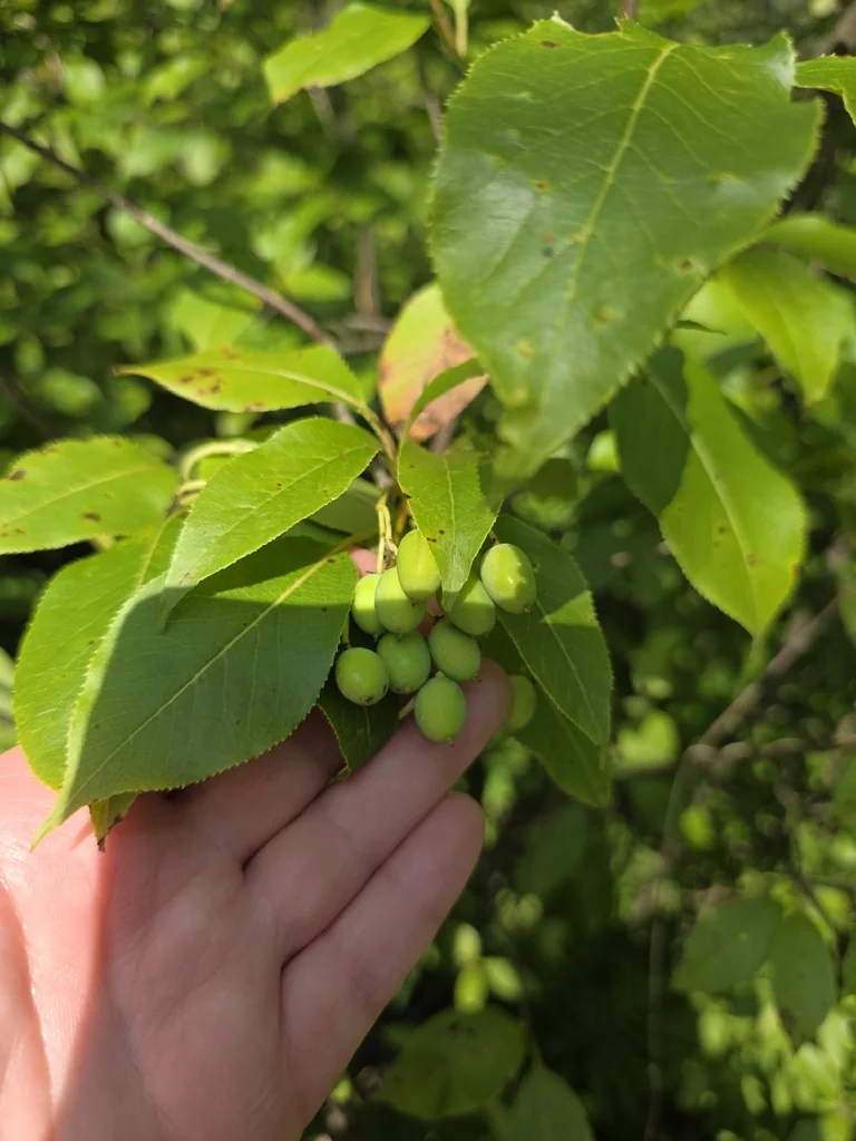 Viburnum Lentago