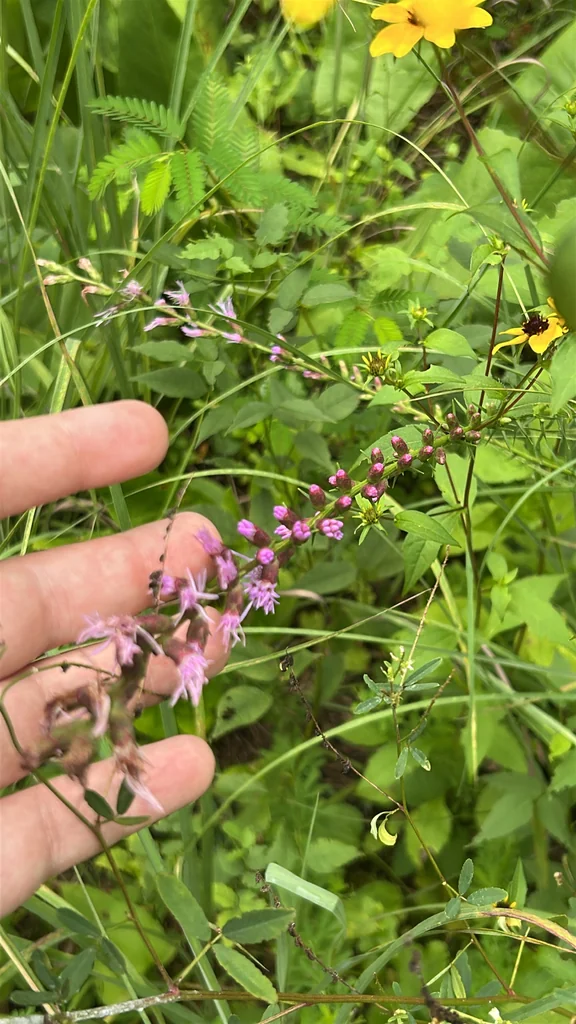 Liatris Spicata
