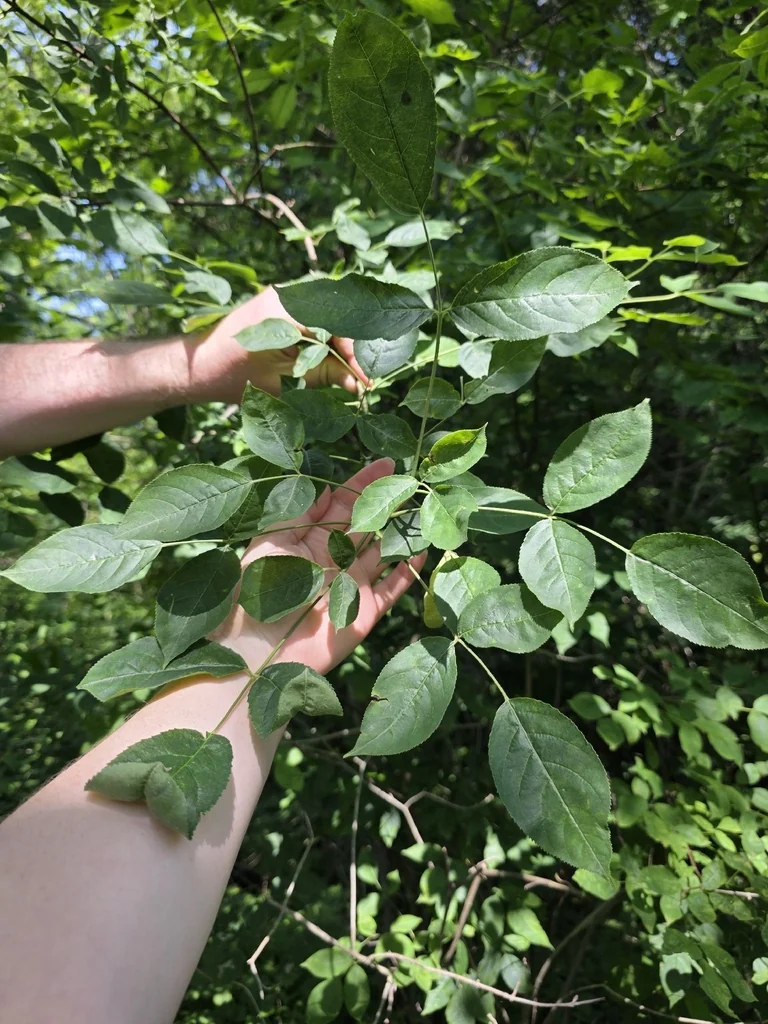Staphylea Trifolia
