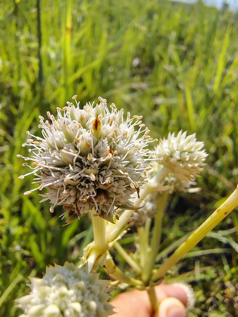 Eryngium Yuccifolium