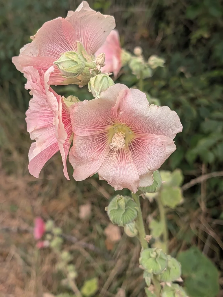 Alcea Rosea