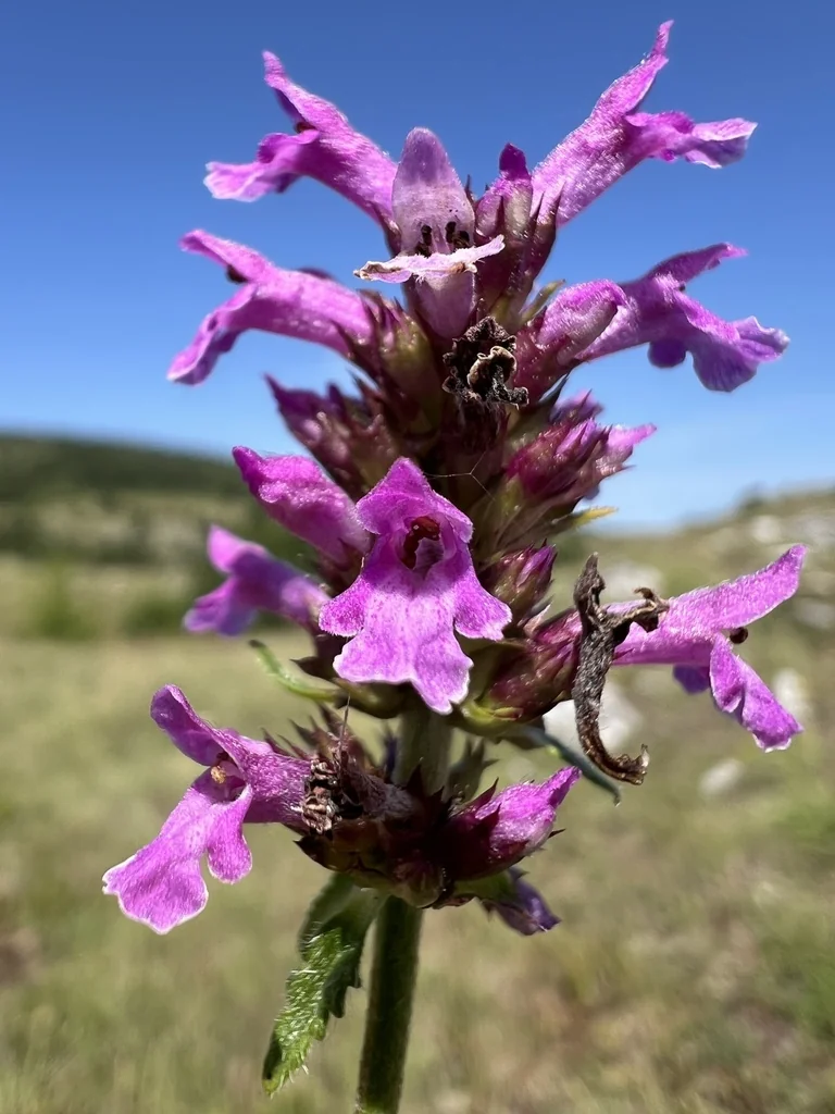Stachys Officinalis