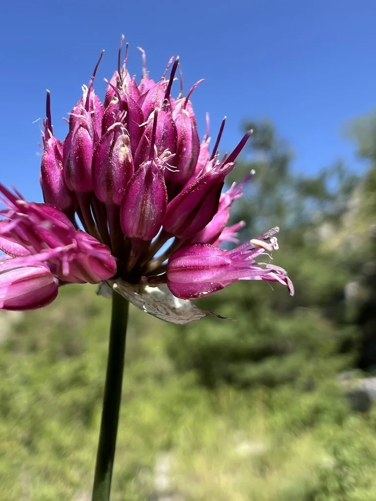 Allium Sphaerocephalon