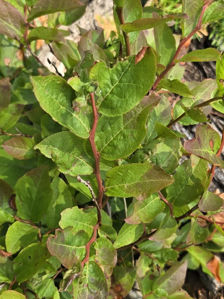 Vaccinium Membranaceum