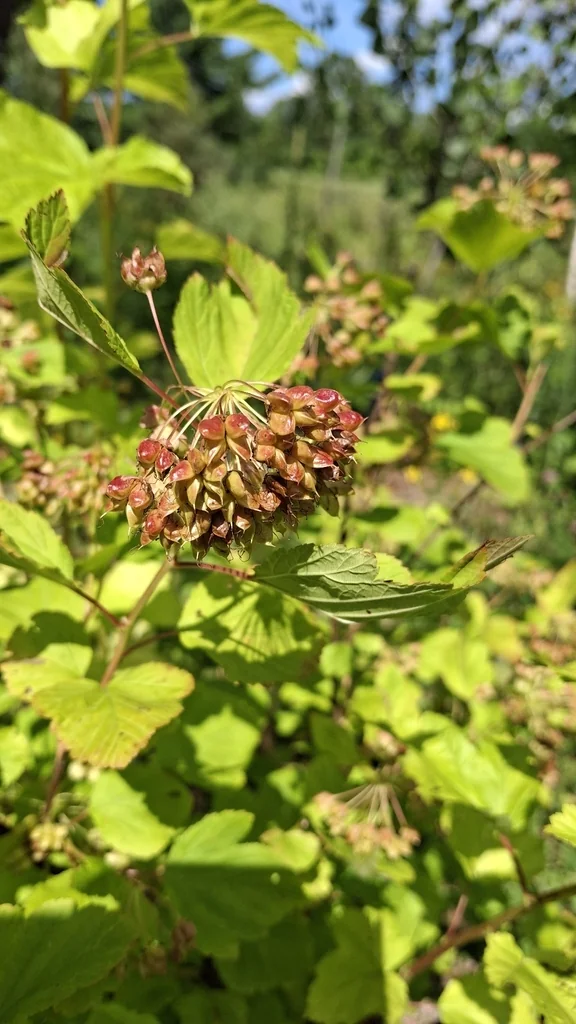 Physocarpus opulifolius