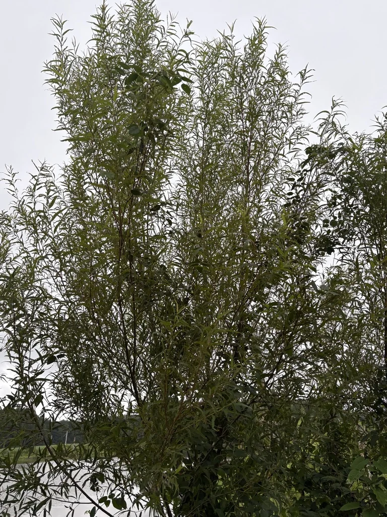 Salix Nigra