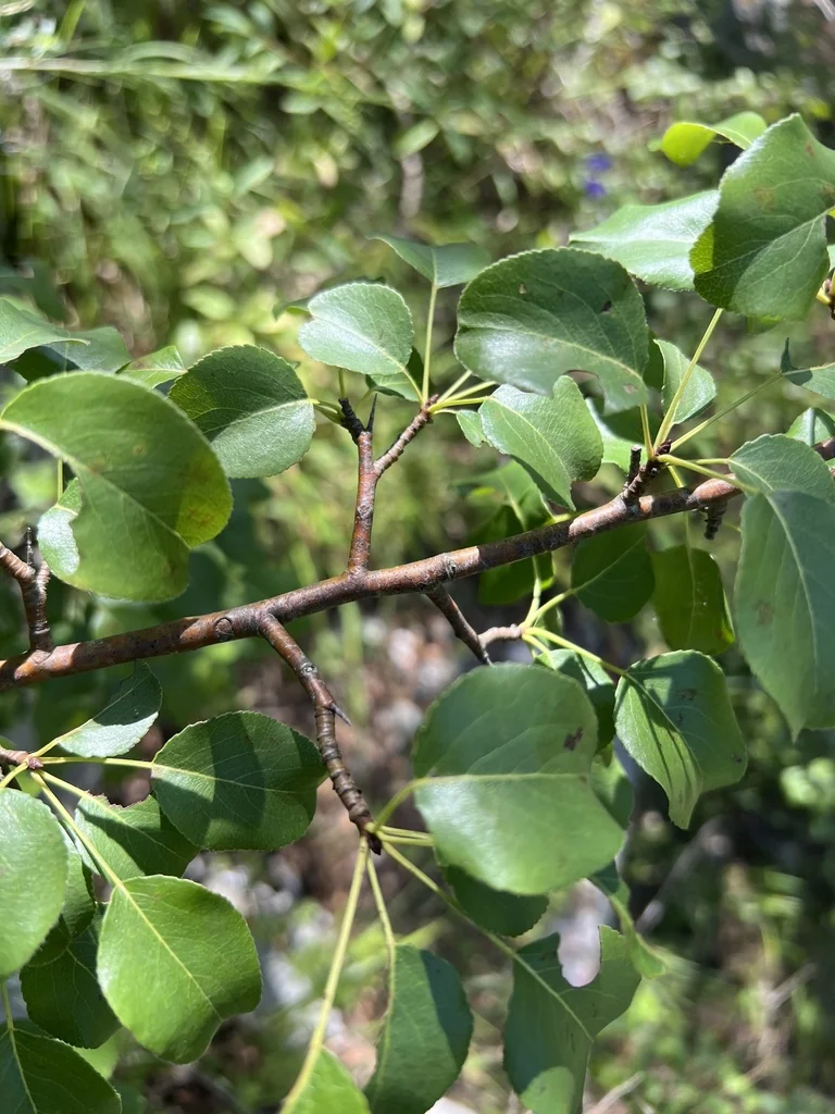 Pyrus Communis