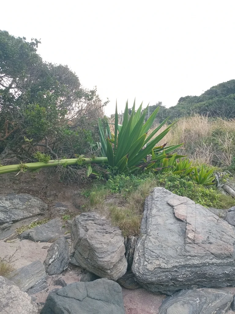 Furcraea Foetida