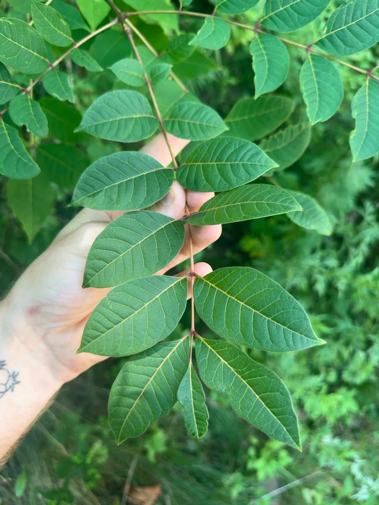 Phellodendron Amurense