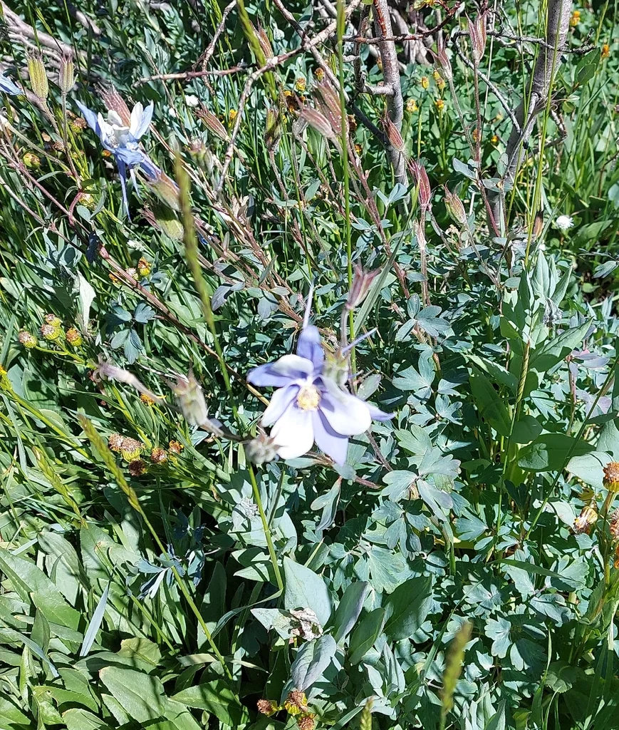 Aquilegia Caerulea
