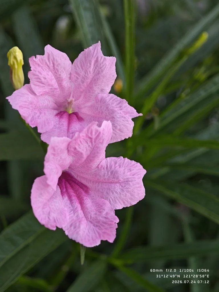 Ruellia Brittoniana