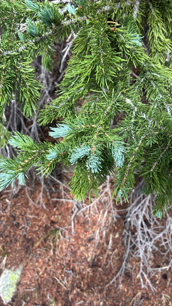 Picea engelmannii