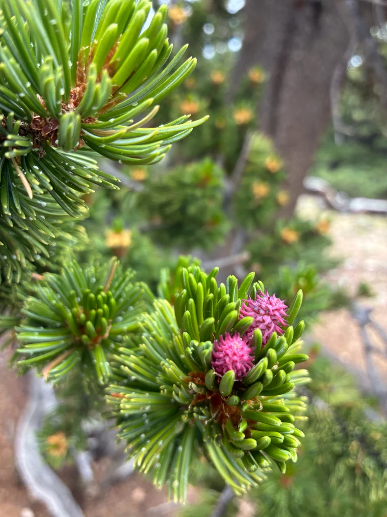 Pinus Aristata