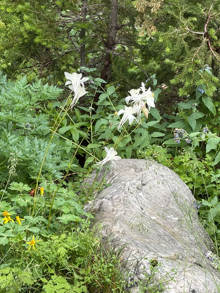 Aquilegia Caerulea
