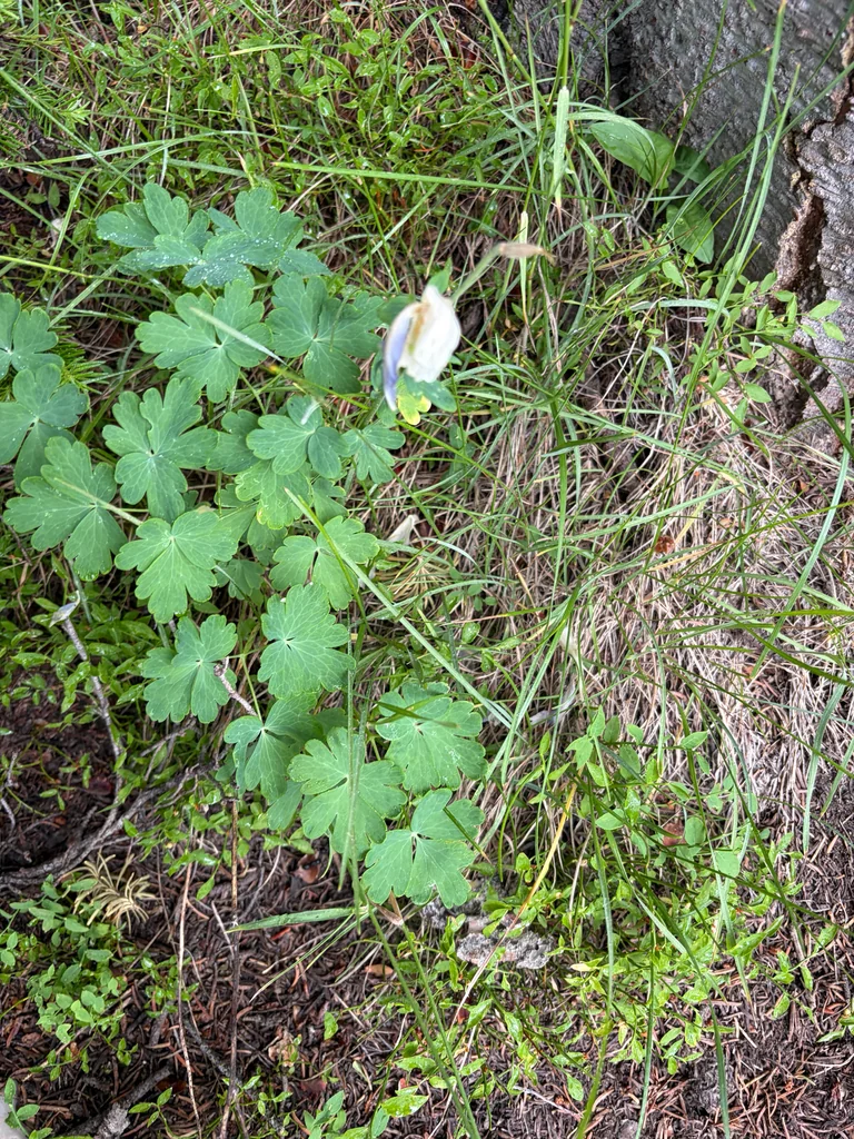 Aquilegia Caerulea